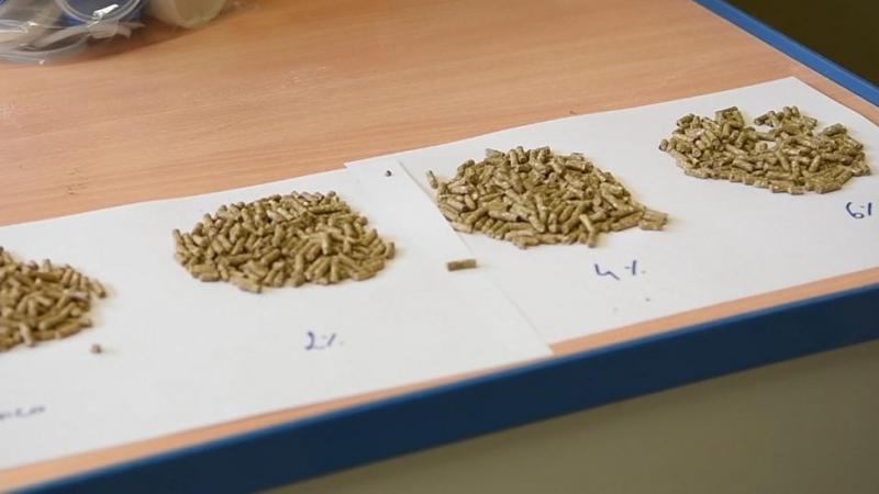 Onderzoekers van Inagro persten 2, 4 en 6% vers eendenkroos in een voederbrok. De drie recepten bleken alle een goeie stabiliteit te hebben.