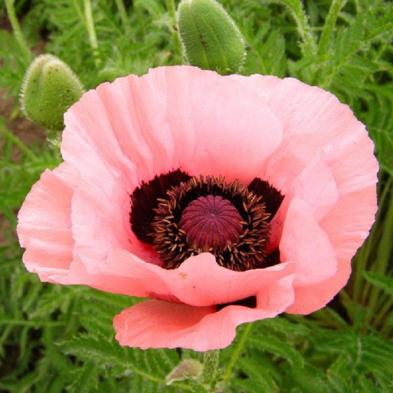 Papaver orientale.