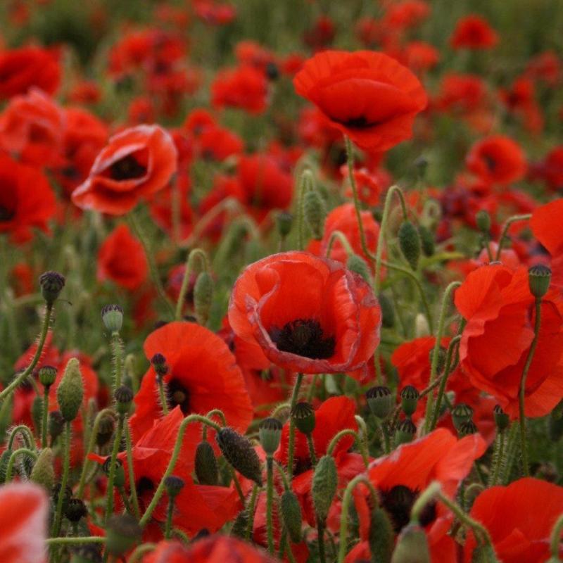 Papaver rhoeas.