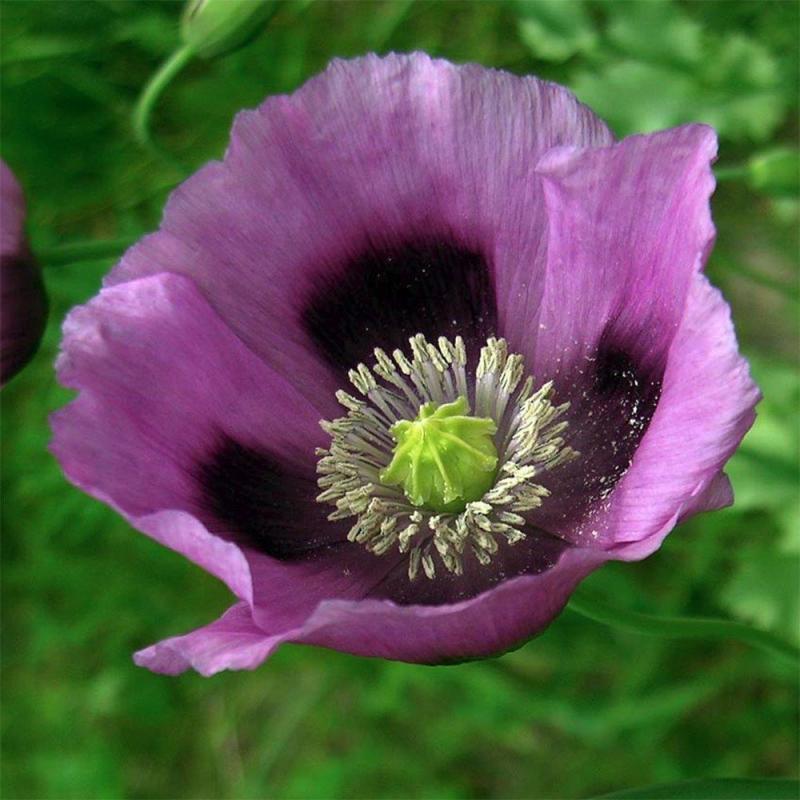 Papaver somniferum.