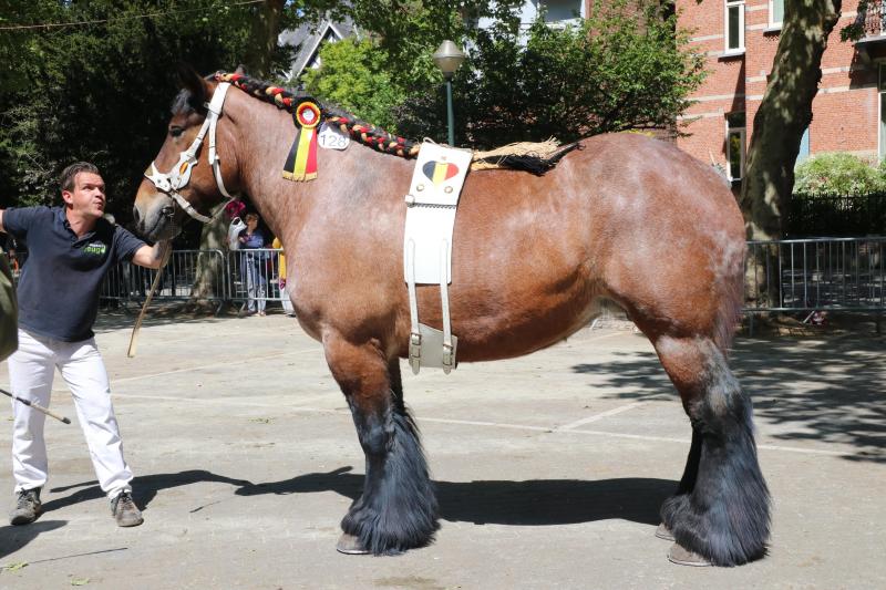 Kampioene werd de zelfgefokte zesjarige Jana van ’t Hengelhof.