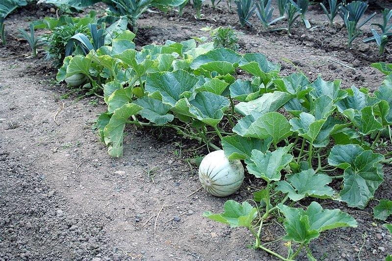 meloenen de zonnekloppers van de moestuin landbouwleven