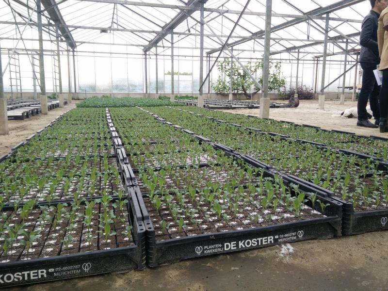 Bloemkool is de belangrijkste teelt op het bedrijf. Daarnaast produceert Agrico  venkel en prei.