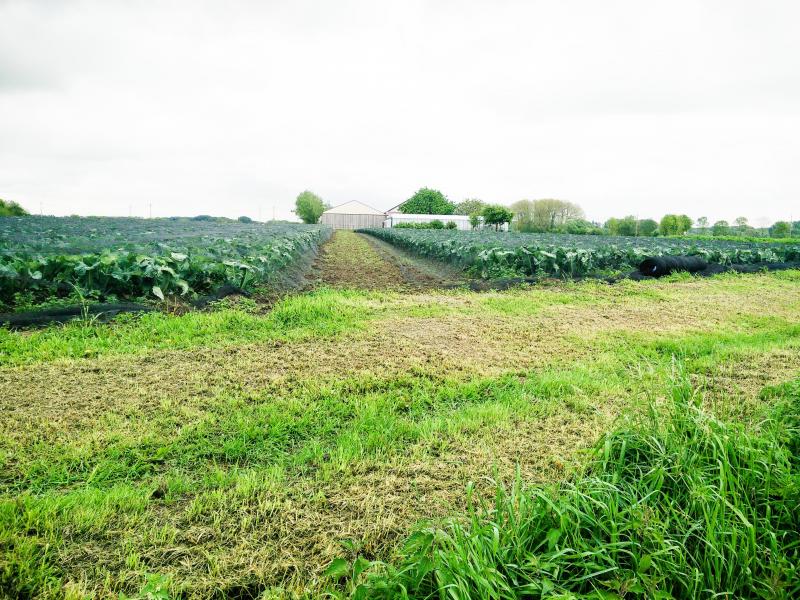 Netten over de bloemkolen moeten konijnen ontmoedigen.