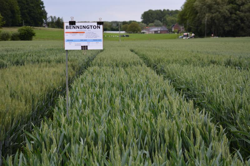 Omwille van de roestgevoeligheid ziet Vandaele een moeilijke toekomst in de rassenproeven voor Bennington (Jorion/Philip Seeds).