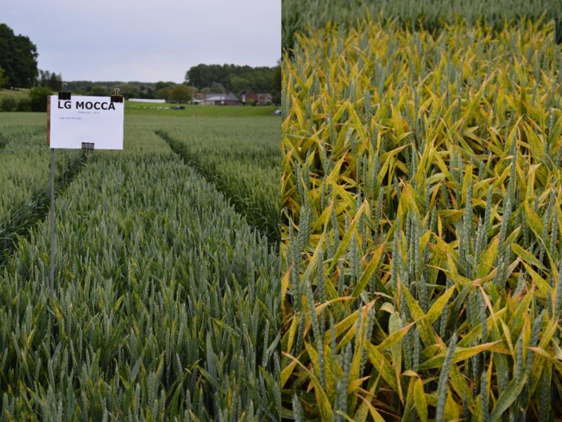 Net omwille van de roestgevoeligheid ziet Vandaele een moeilijke toekomst in de rassenproeven voor LG Mocca (Phytosystem). Links met fungicidebehandelingen, rechts zonder.