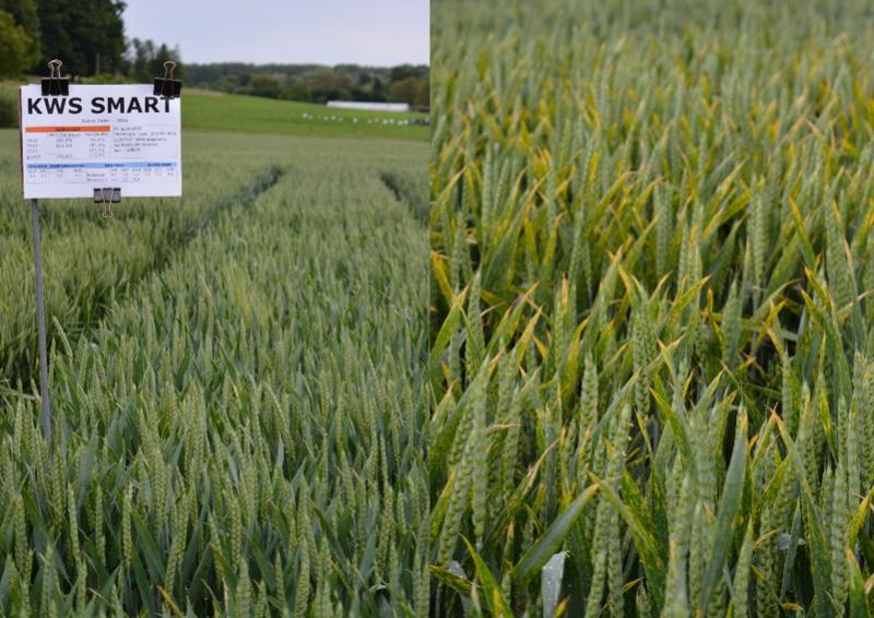 Op voorwaarde dat je het gezond kan houden, geeft KWS Smart een goede opbrengst. Bovendien is het tolerant voor aarfusarium. Links met fungicidebehandelingen, rechts zonder.