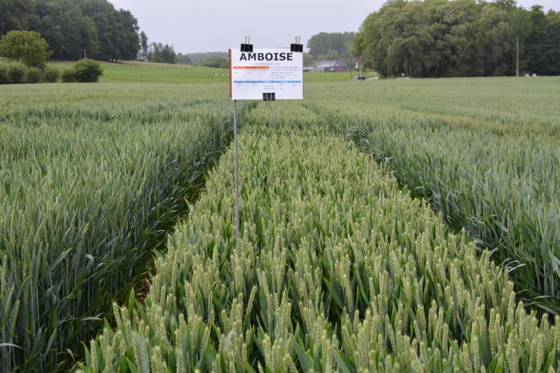 Het legervaste ras met afgeknotte aren, Amboise (Jorion/Philip Seeds) verliest wat van zijn weerstand tegen gele roest maar is resistent tegen de oranje tarwegalmug.