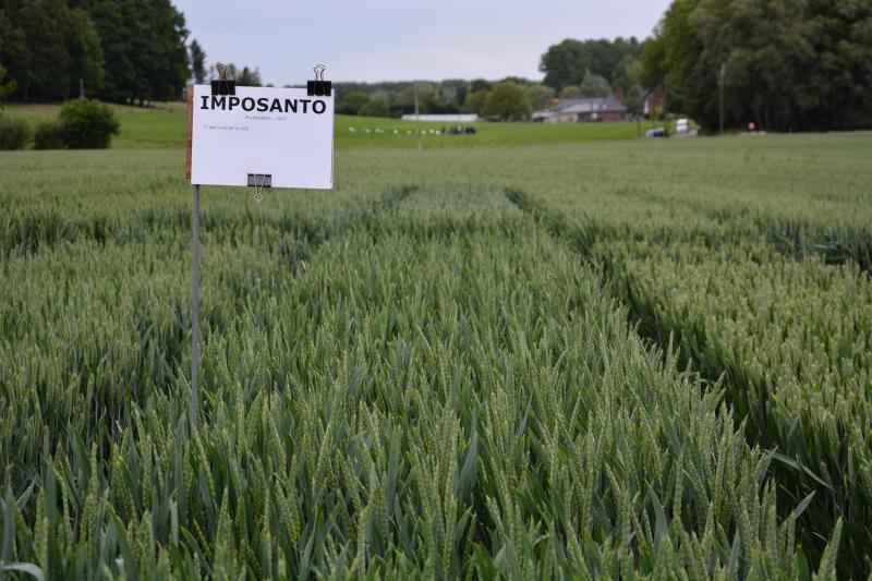 Imposanto (Phytosystem) toont zich eerder roestgevoelig.