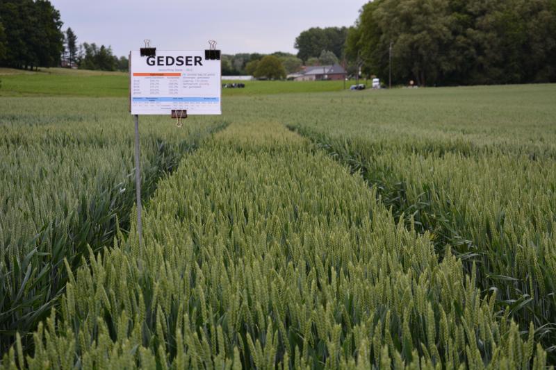Gedser (Jorion/Philip Seeds) is qua opbrengst een stabiel ras en heeft een goede weerstand tegen roest, maar is wel gevoelig voor aarfusarium.