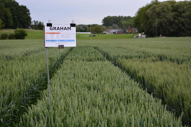 Graham (SCAM) is goed tegen gele roest, maar matig weerbaar tegen fusarium.