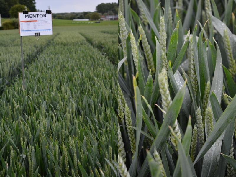 Mentor (Jorion/Philip Seeds) is stabiel en persistent. Links met fungicidebehandelingen, rechts zonder.