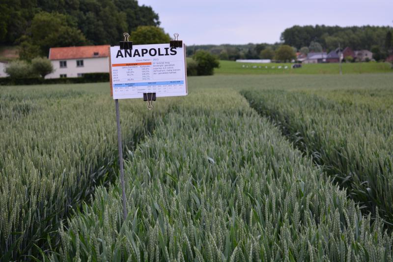 Anapolis (Clovis Matton) bewijst een vast ras te zijn, met een beetje bladvlekken, maar voldoende weerbaarheid tegen roest.