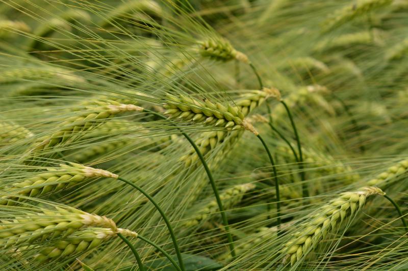 Syngenta Seeds zet sterk in op hybriderassen van wintergerst, zoals deze Smooth.