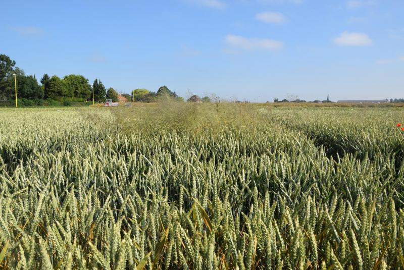 Het nieuwe middel Jura is erkend in granen tegen windhalm.