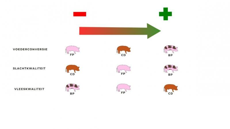 Figuur 1: Effect van eindbeerlijn op voederconversie, slacht- en vleeskwaliteit (BP: Belgische Piétrain, FP: Franse Piétrain, CD: Canadese Duroc)