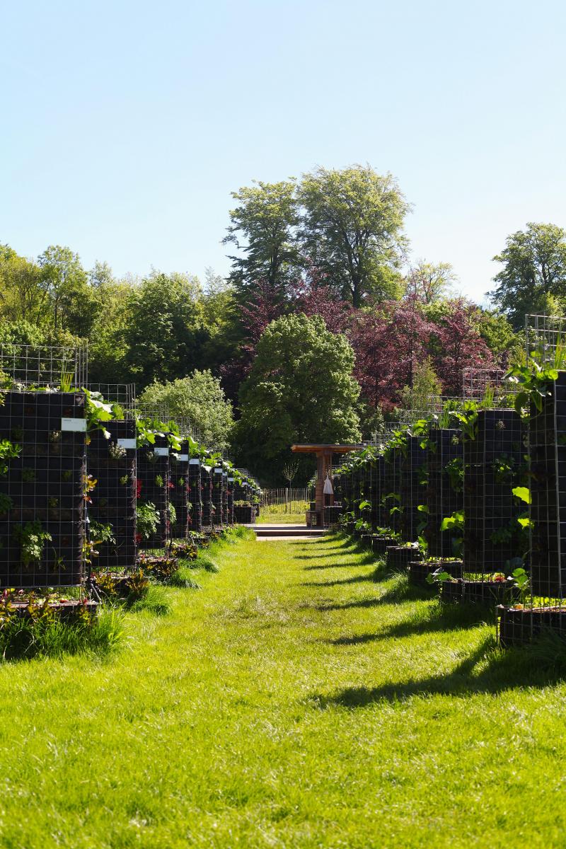 De voedseleenheden staan keurig opgesteld. De werknemers van Peas & Love doen al het werk, behalve de oogst.