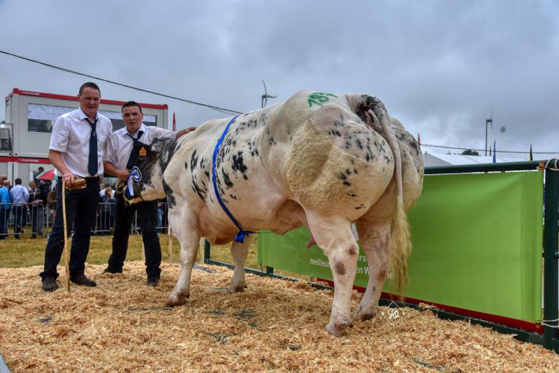 Beauté van den Hondelee (Grommit x Panache), eerste prijs koeien van 44 maanden en meer. Eig.: Daniel, Damien en Charles Van Bellegem, Spy.