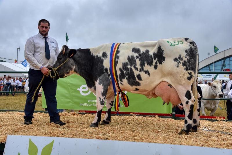 Dominante (Zorro x Gallois), kampioene koeien mh/+. Eig.: Benoit Lesseigne, Obaix.