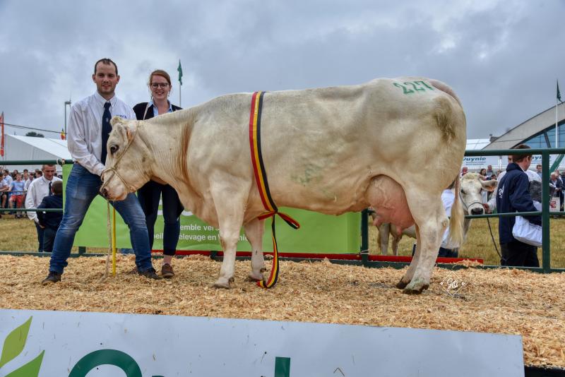 Havane du Bois d’Hernoy (Baron x Fauve), kampioene koeien mh/mh. Eig.: Fabrice Servais, Froidchapelle.