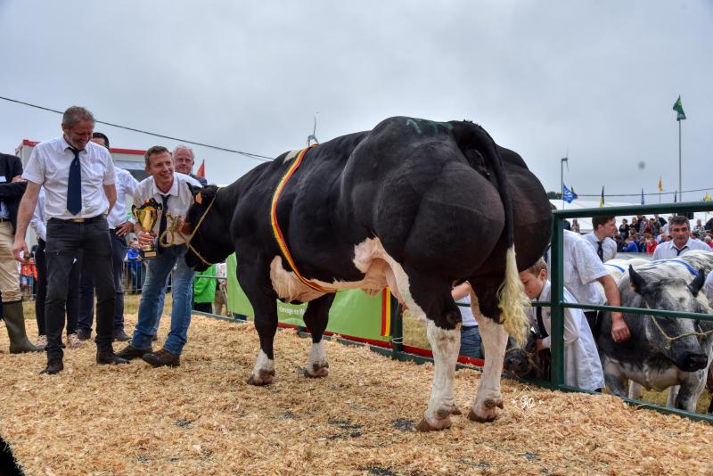 Karaat van Terbeck (Fiacre x Impérial), kampioenkoe. Eig.: Roggen-Schotsmans en Paul Vranckx, Kersbeek-Miskom.