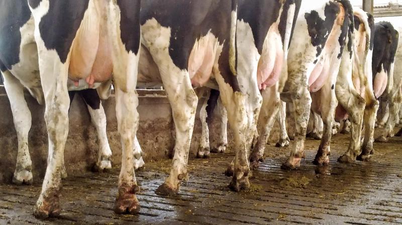 De economische verliezen lopen aanzienlijk op als de melkveehouder klauwproblemen niet onder controle krijgt.