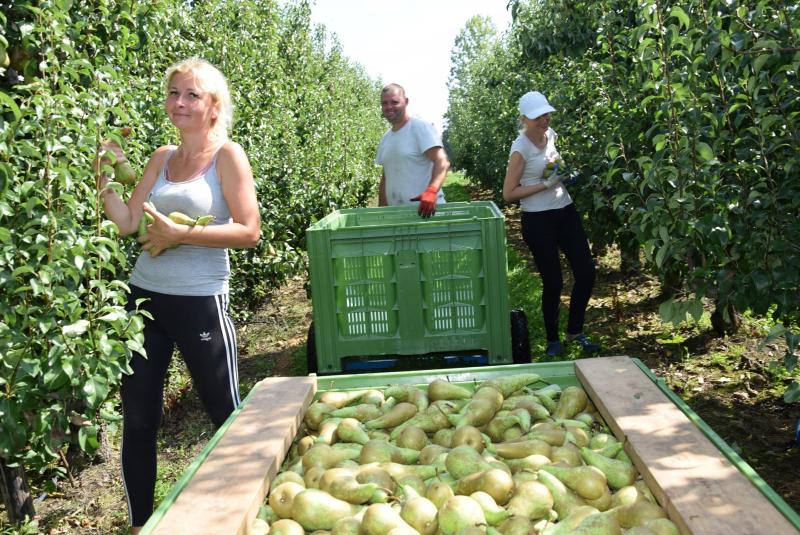 De fruitsector hoopt dat plukkers binnenkort 100 dagen aan de slag mogen.