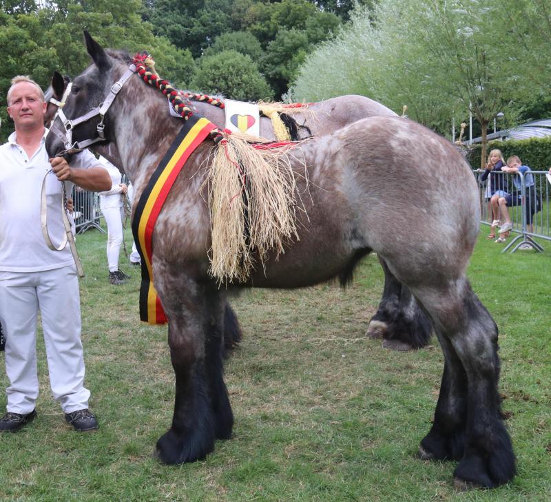 Daphne van de Spoorweg van Didier en Hendrik Van Hoorebeke uit Oosteeklo werd kampioene bij de merrieveulens.