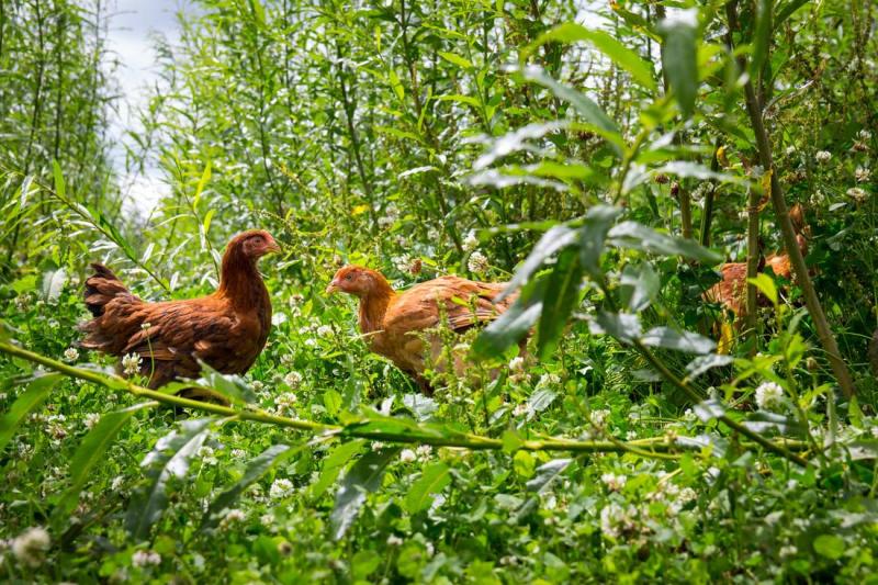 Tijdens het buitenlopen raken meer kippen geïnfecteerd door pathogenen, stellen onderzoekers.