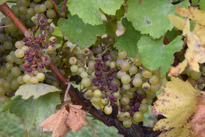 Een kwart van de druiven op pcfruit liep dit jaar schade op door zonnebrand. De getroffen bessen verschrompelen tot steenharde pitjes.