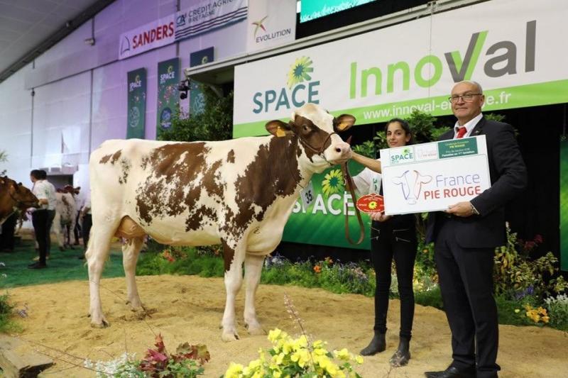 Lima Ter Corpen, reekswinnares gekalfde vaarzen. Fokker: Christian, Martine en Wouter Desmet, Kruishoutem.