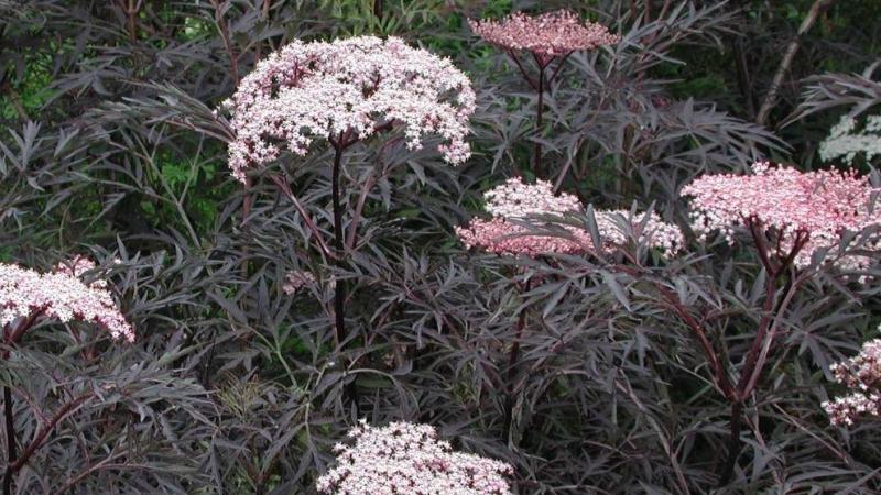 Sambucus nigra cv laciniata 'Black Lace' heeft diep ingesneden donkerrode bladeren en witroze bloemschermen.