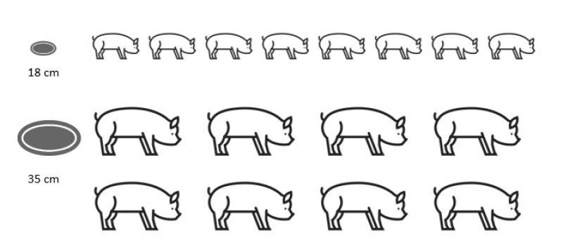 Figuur 2: Om het risico op staartbijten te verkleinen, voorzie je minimaal 1 voederplaats per 8 dieren (minimaal 18 cm voor gespeende biggen en minimaal 35 cm voor vleesvarkens/opfokzeugen).