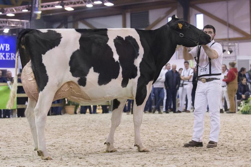 Kampioene bij de jonge koeien 1116 de Hautmont Hill werd terecht uitgeroepen tot algemene kampioene van deze wedstrijd.