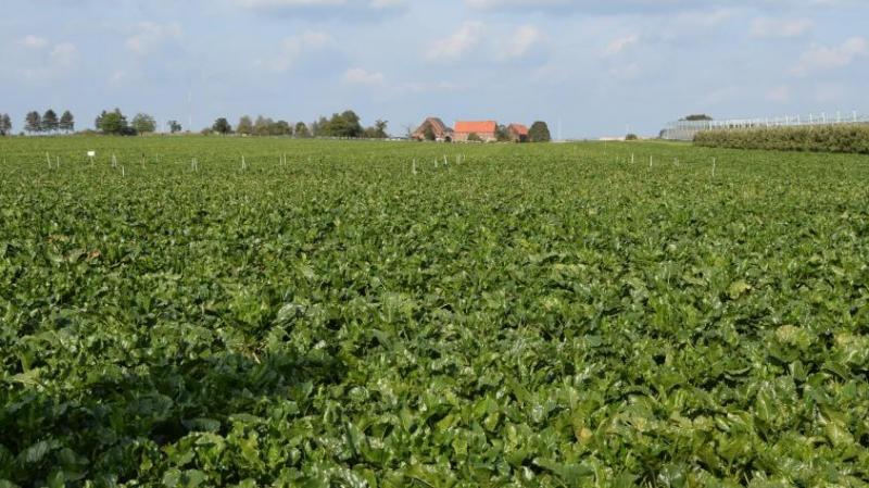 De bebouwde oppervlakte suikerbieten is met 7,5% gedaald ten opzichte van de Europese markten en wereldmarkten voor suiker die onder druk staan.