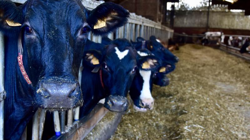 De waarde van de productie van dierlijke producten is in 2019 gestegen. Zowel voor melk als eieren is deze stijging vooral te danken aan een volume-effect (+3,6% voor melk en +5,1% voor eieren).