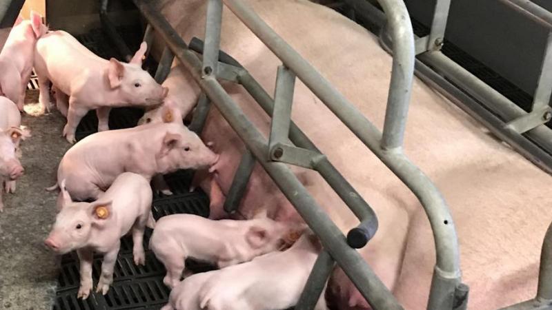 Met de verspreiding van de Afrikaanse varkenspest is de wereldwijde vraag naar varkensvlees explosief gestegen.