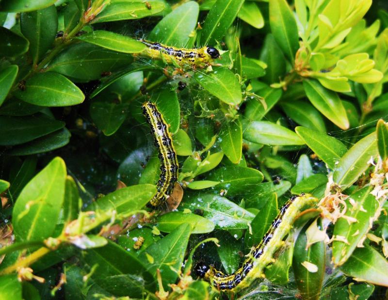 Deze verordening wil de Europese Unie beter beschermen tegen de insleep van plaagorganismen die schadelijk zijn voor onze land-, tuin- en bosbouwteelten en voor de natuur.