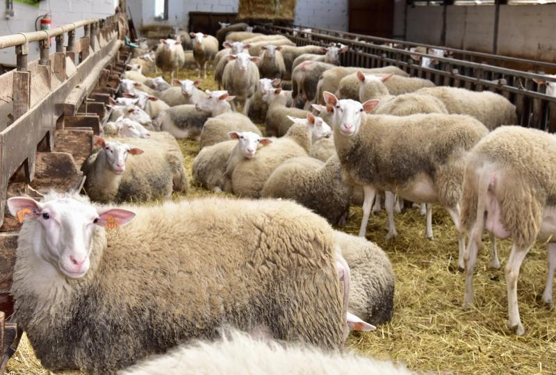 In de stal van de Bergerie d’Acremont zitten 226 Belgische melkschapen.