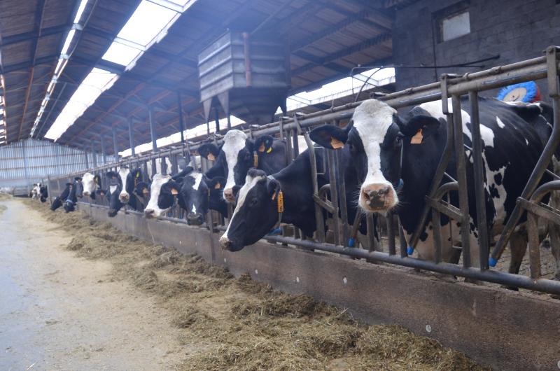 Door de oude stal te verlengen konden ze meer aandacht besteden aan het dierenwelzijn van de koeien: ruimte, ventilatie, licht, comfort in de boxen… Alles is in het werk gesteld om de koeien zo optimaal mogelijk te laten produceren.