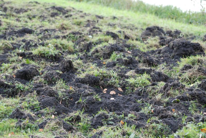 Everzwijnen kosten de sector jaarlijks miljoenen.