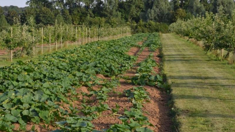 Meer aandacht kan gaan naar stads- en biolandbouw én naar agroforestry.