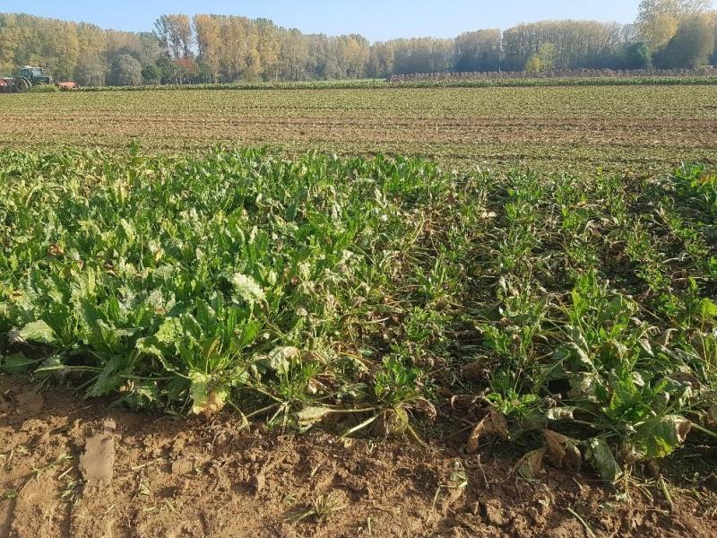 Rechts: een slecht beschermd cercosporagevoelig ras kan zijn blad verliezen; links een tolerant ras