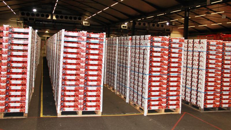 Aardbeien lieten met 32,5 miljoen kg de tweede hoogste aanvoer ooit optekenen.
