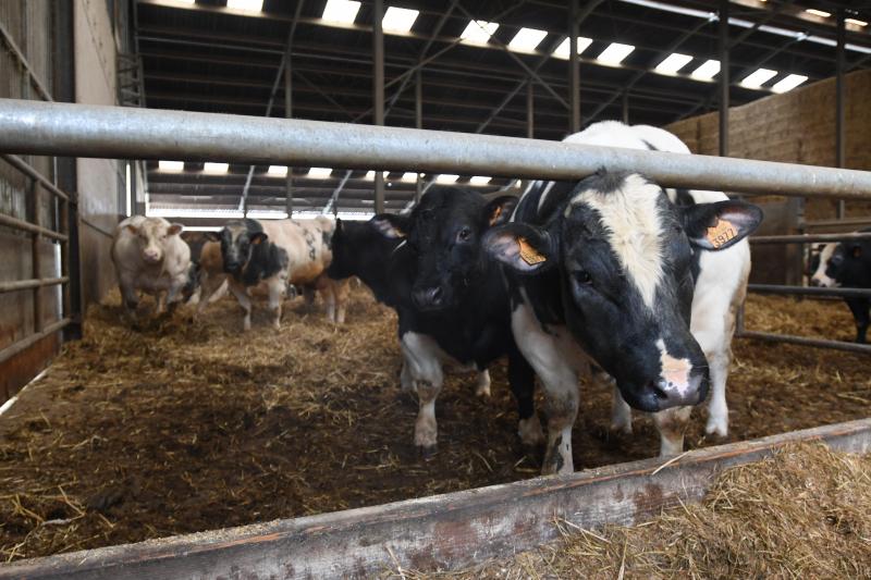 De prijs van het vlees moet omhoog, wil de veehouderij in België nog een toekomst hebben.