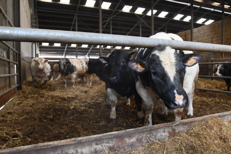 De prijs van het vlees moet omhoog, wil de veehouderij in België nog een toekomst hebben.