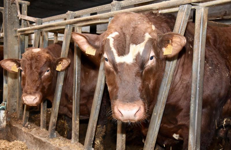 Karakterkoppen, West-Vlaams rood rund.
