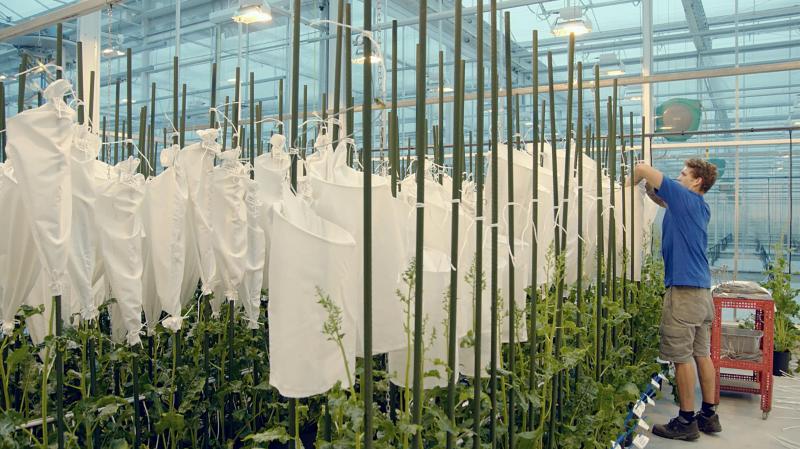 Om ongewenste kruisingen te vermijden, worden de uitverkoren planten onder een pollendichte ‘mouw’ geplaatst.