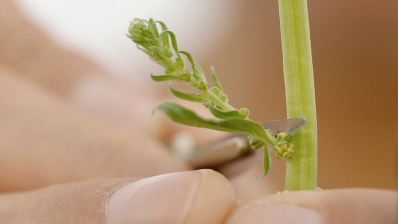 Bij de basiskruisingen wordt de vrouwelijke lijn mannelijk steriel gemaakt. De 5 stuifmeeldraden worden manueel verwijderd met een scalpel.