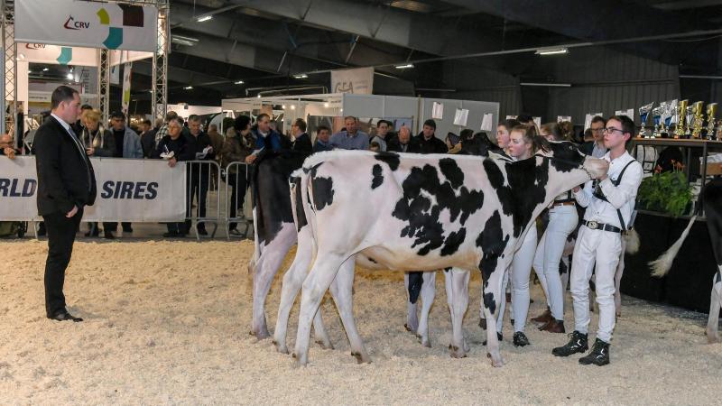 In de Junior Holsteinshow gaat men op zoek naar de beste jonge fokker van Vlaanderen.